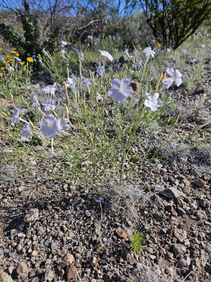 Ipomopsis longiflora subsp. australis