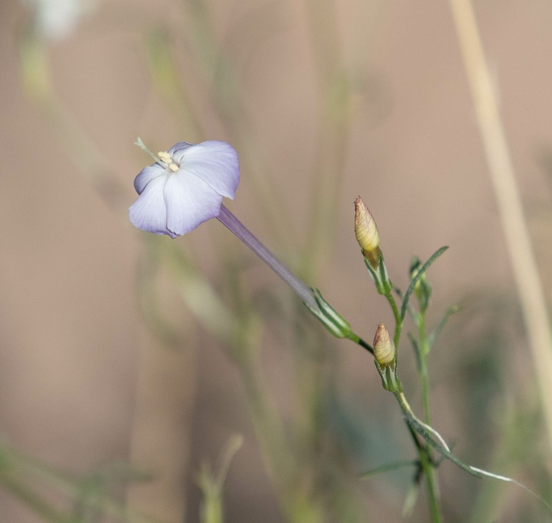 Ipomopsis longiflora subsp. australis photo 3