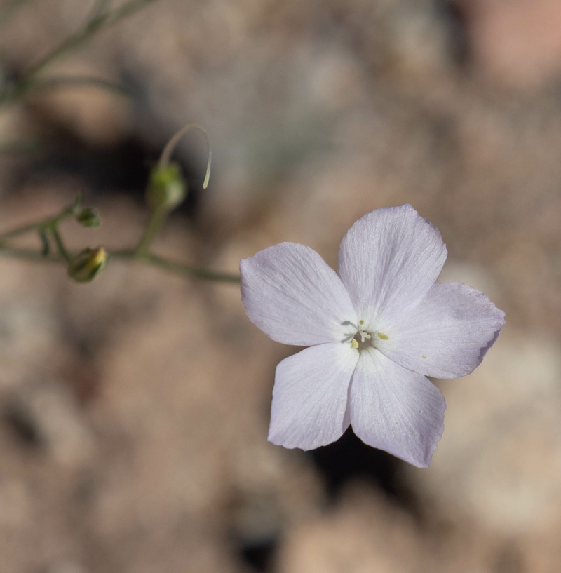 Ipomopsis longiflora subsp. australis photo 4