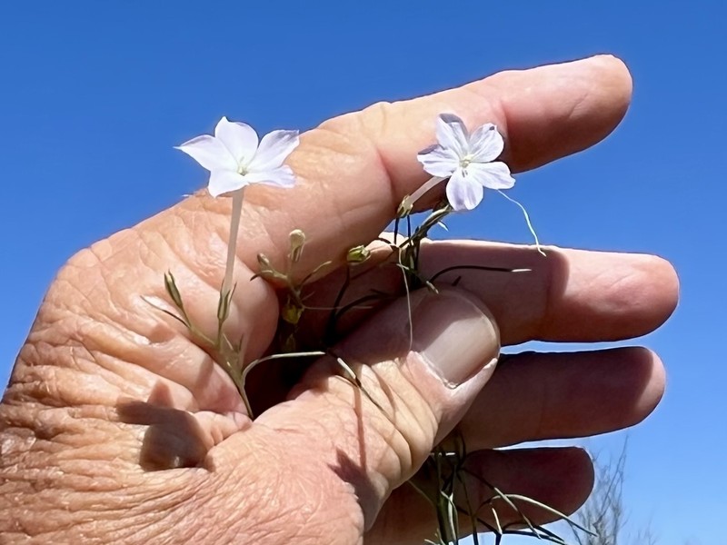 Ipomopsis longiflora subsp. australis photo 5