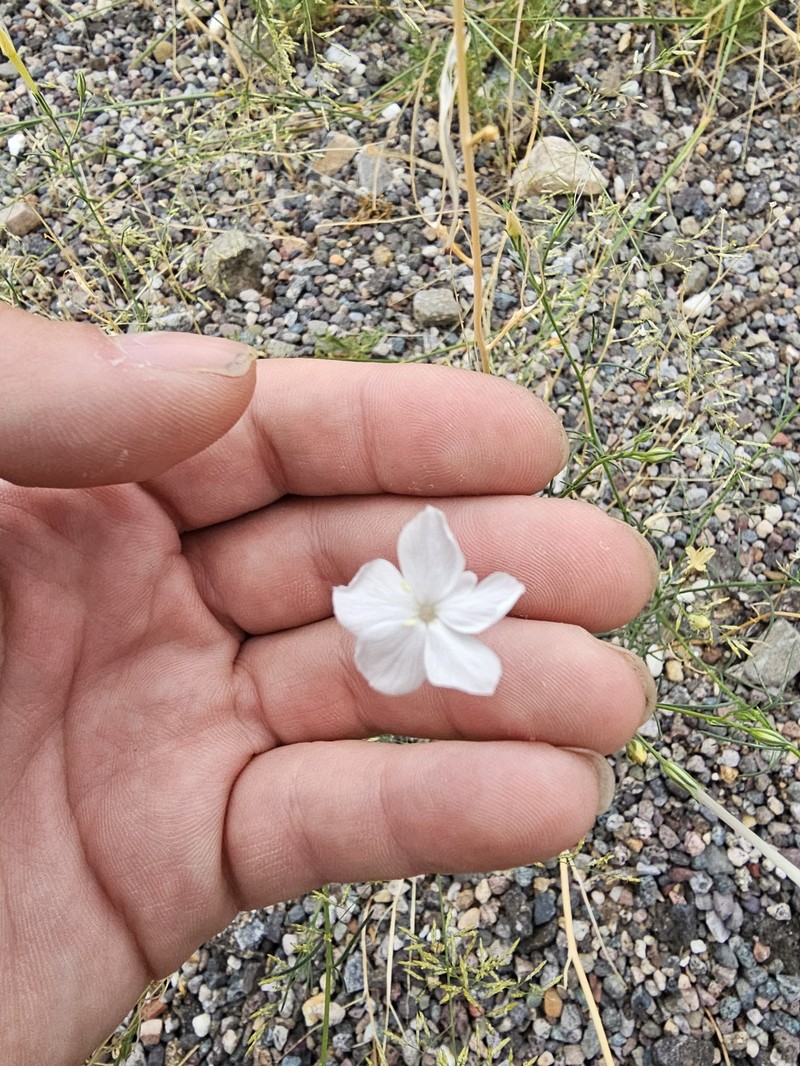 Ipomopsis longiflora subsp. australis photo 6