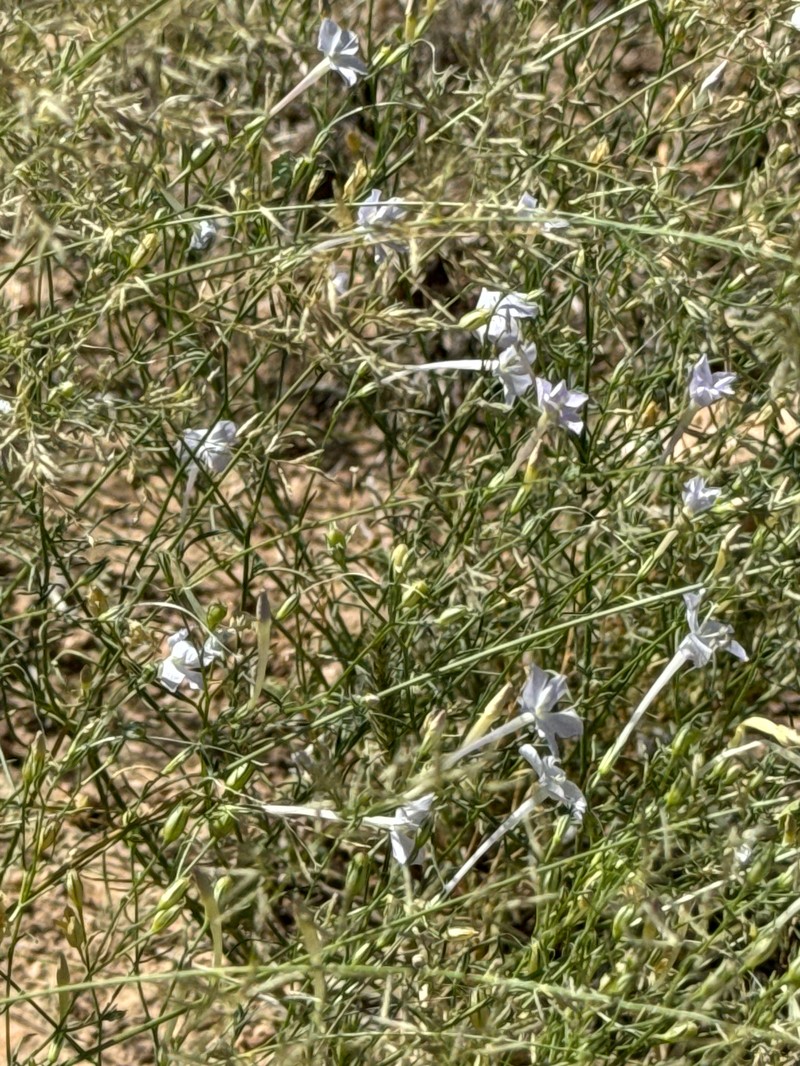 Ipomopsis longiflora subsp. australis photo 8