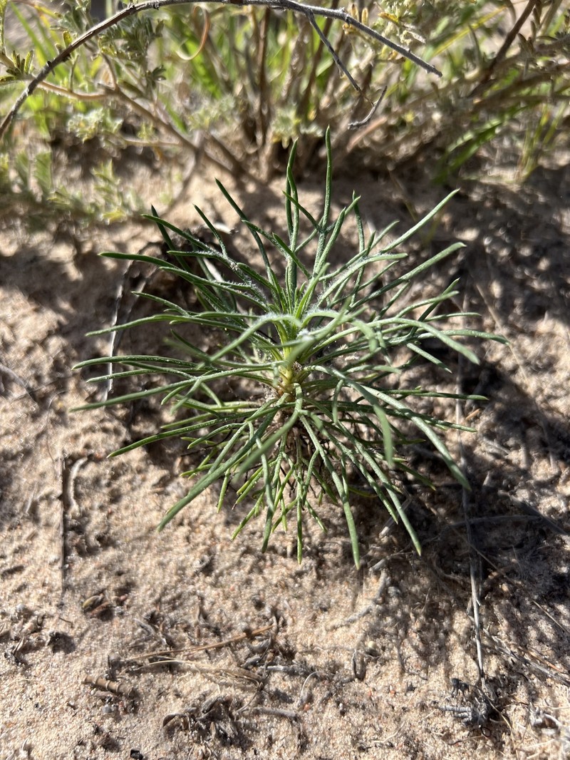 Ipomopsis longiflora subsp. longiflora