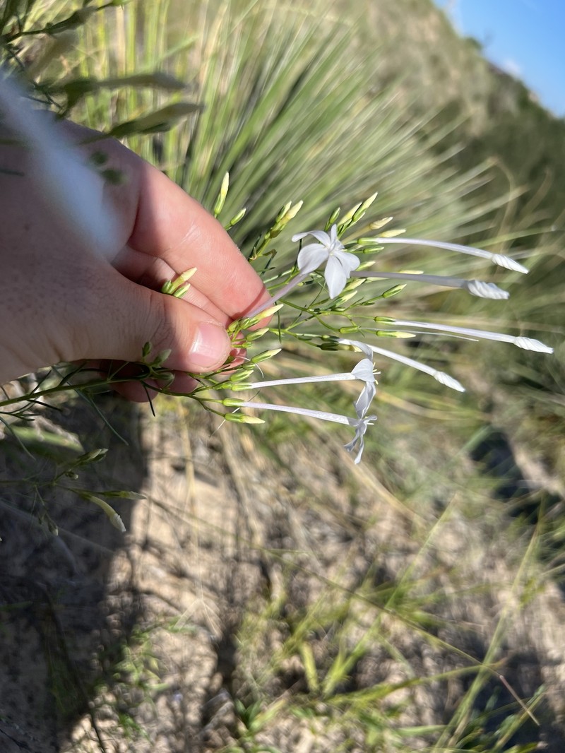 Ipomopsis longiflora subsp. longiflora photo 2