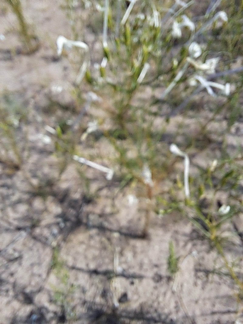 Ipomopsis longiflora subsp. longiflora photo 4