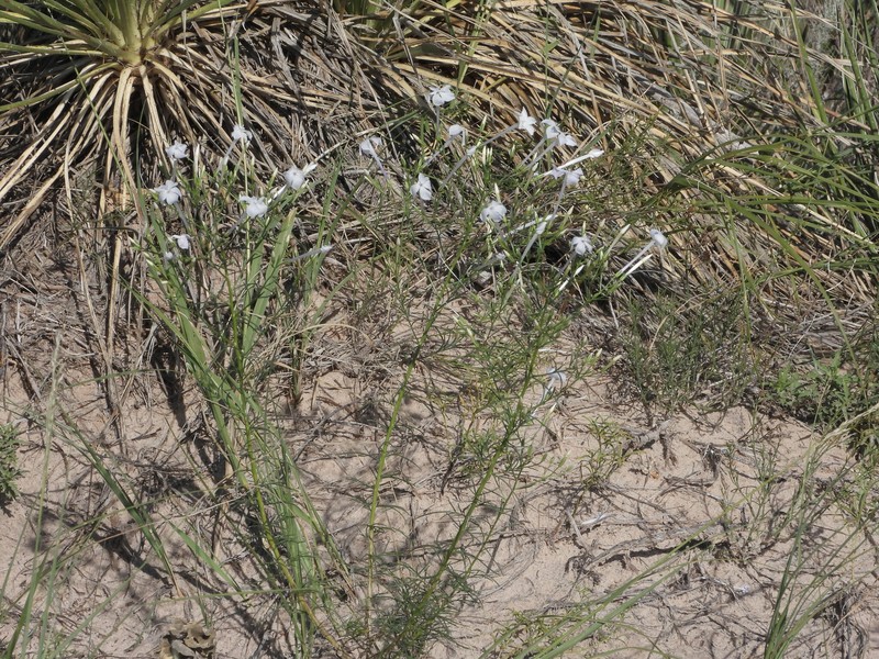 Ipomopsis longiflora subsp. longiflora photo 5
