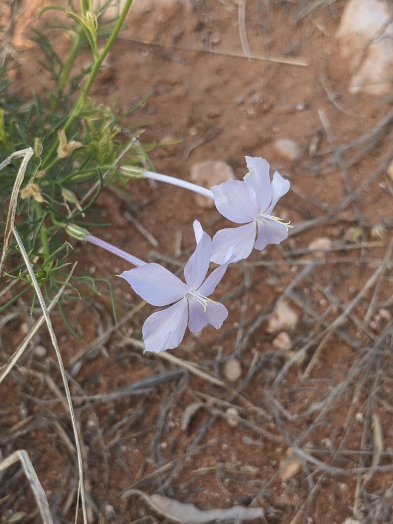 Ipomopsis longiflora subsp. longiflora photo 6