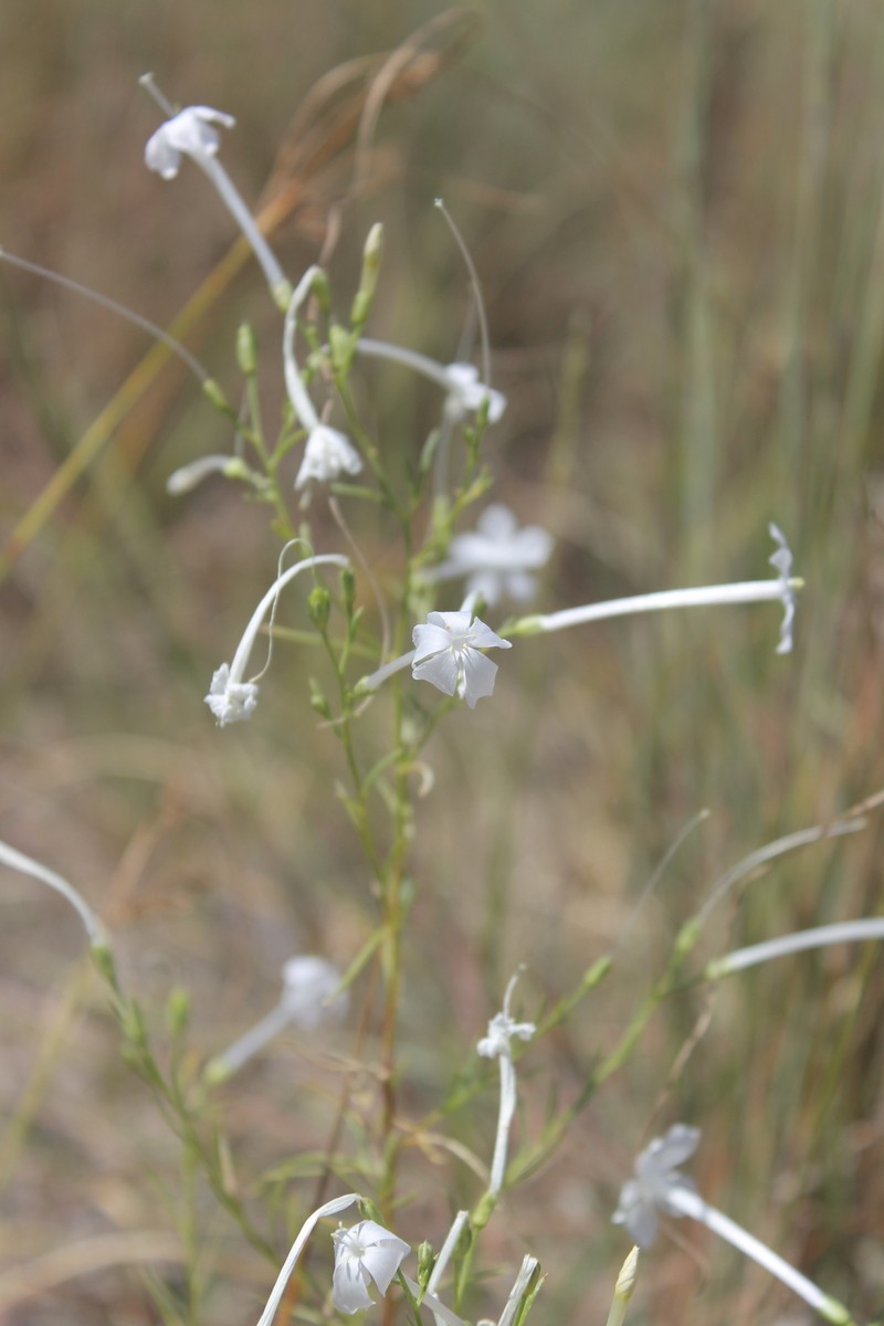 Ipomopsis longiflora subsp. longiflora photo 7