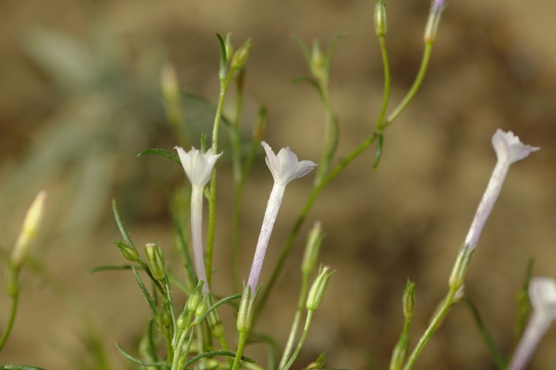 Ipomopsis longiflora subsp. neomexicana