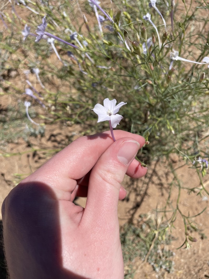 Ipomopsis longiflora subsp. neomexicana photo 2