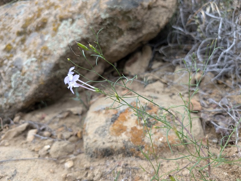 Ipomopsis longiflora subsp. neomexicana photo 3