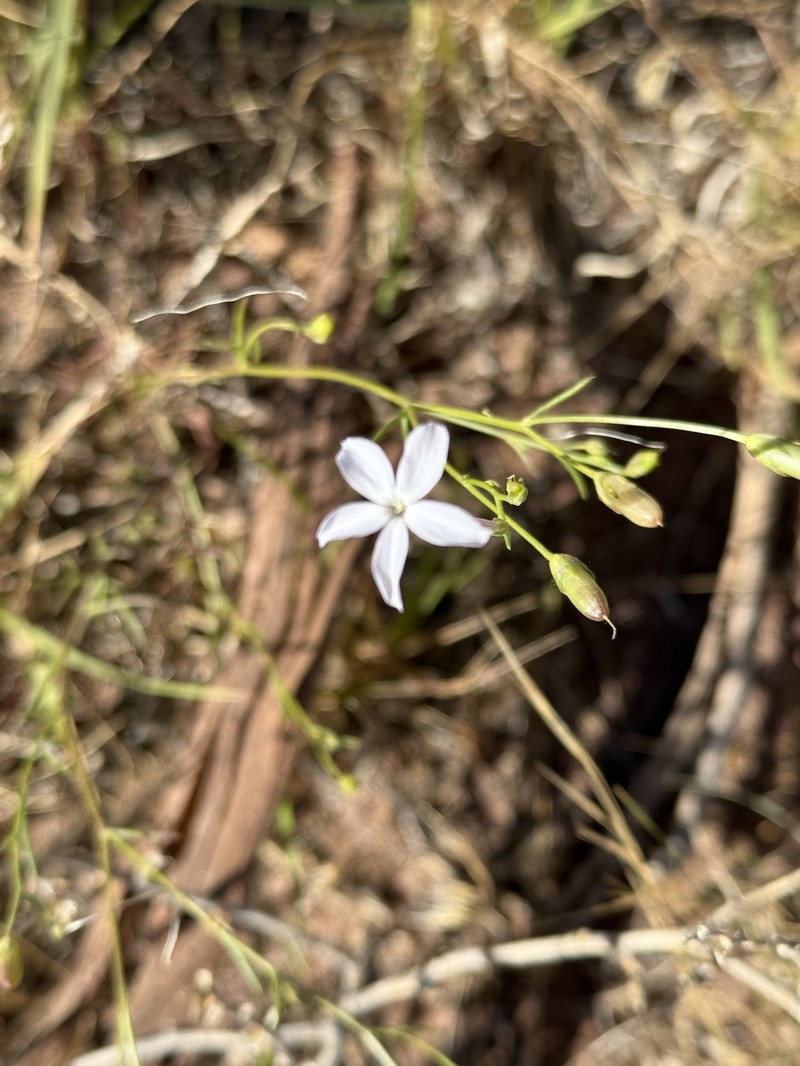 Ipomopsis longiflora subsp. neomexicana photo 4