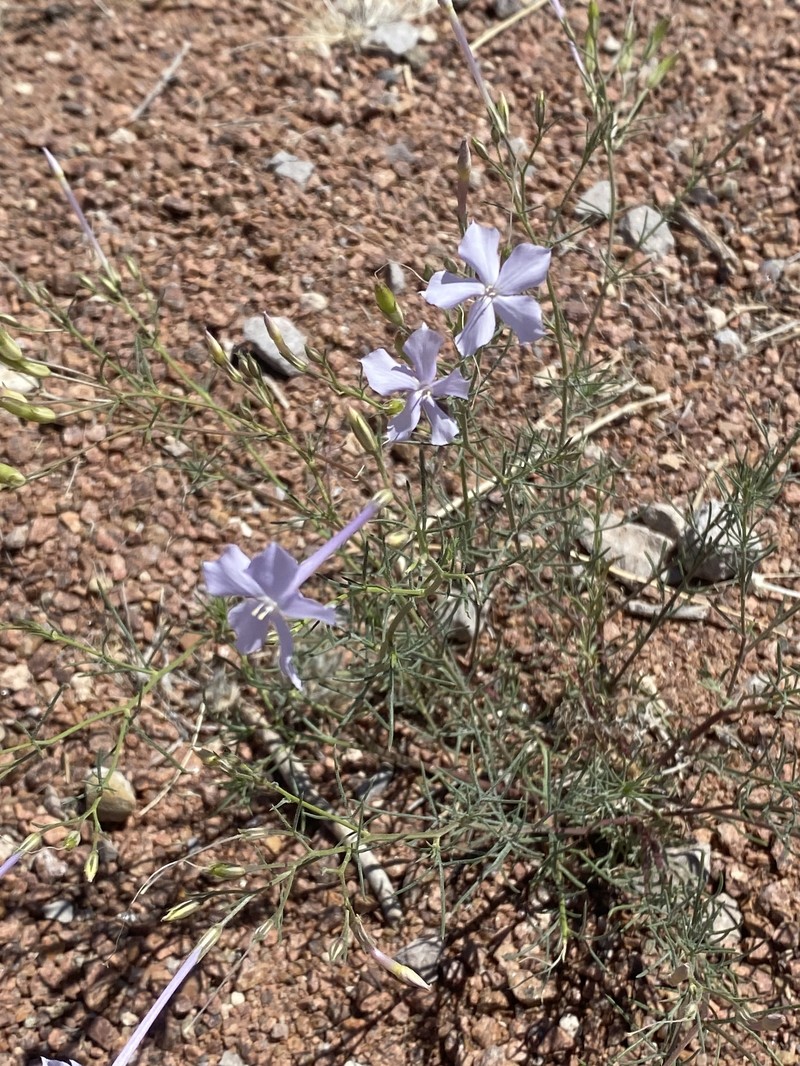 Ipomopsis longiflora subsp. neomexicana photo 5