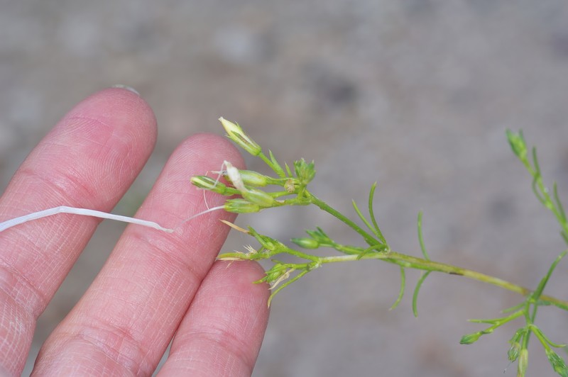 Ipomopsis longiflora subsp. neomexicana photo 8