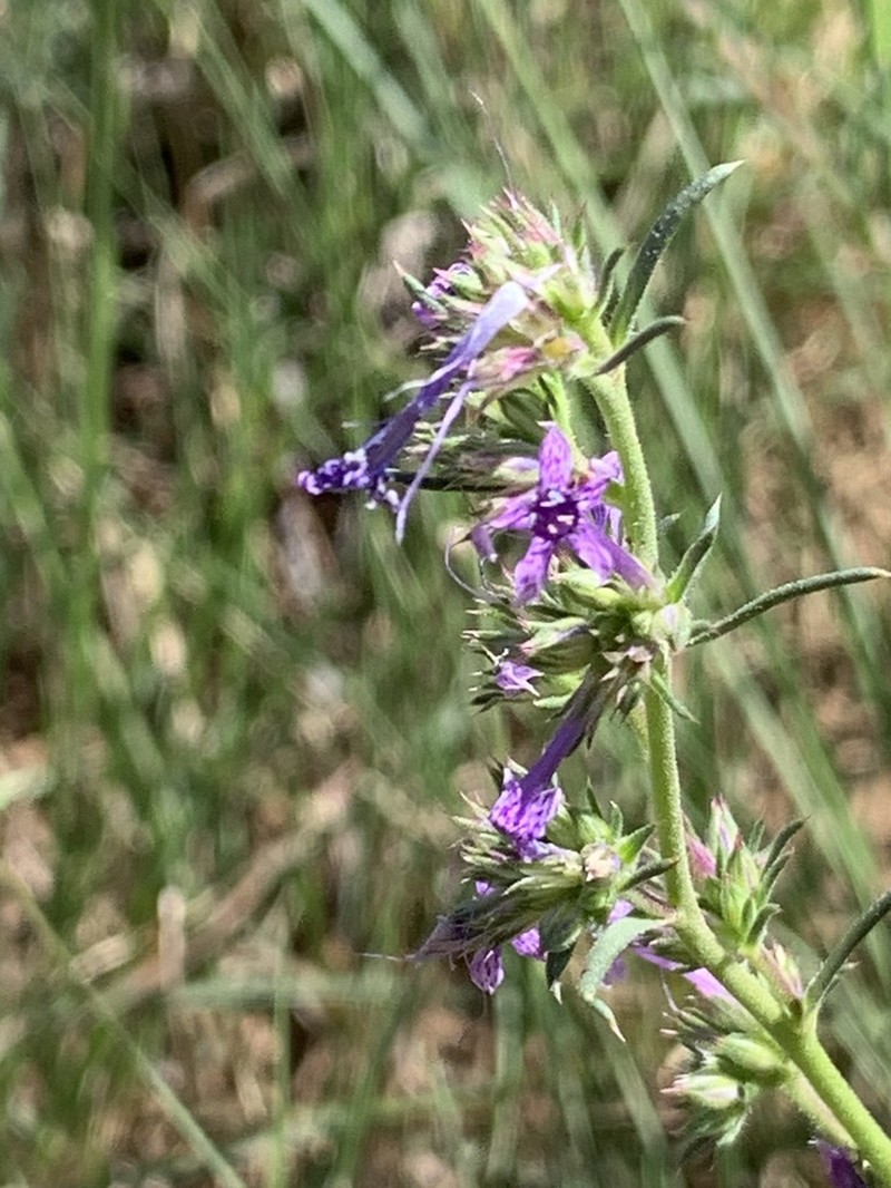 Macomb's Ipomopsis