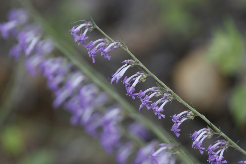 Macomb's Ipomopsis photo 4