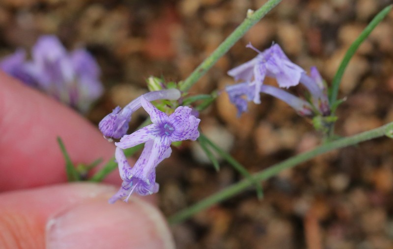 Macomb's Ipomopsis photo 6