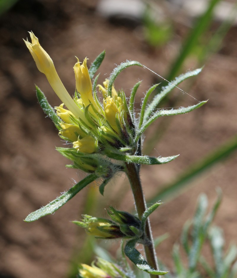 Longtube Ipomopsis photo 2