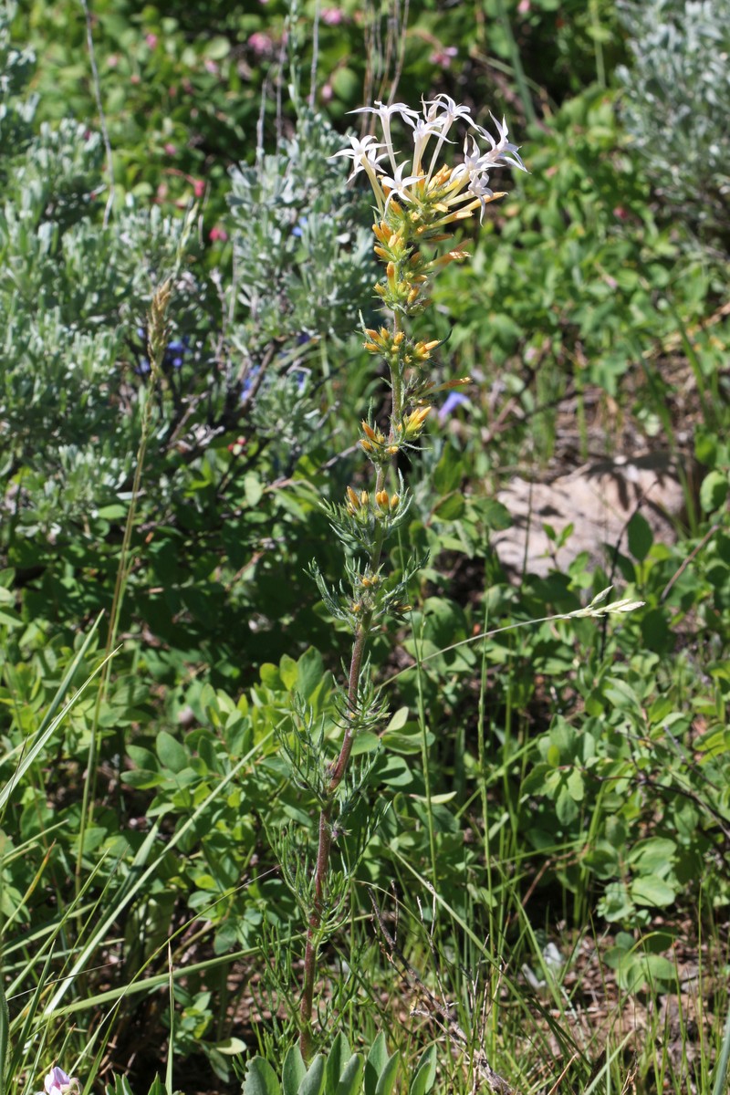 Longtube Ipomopsis photo 3