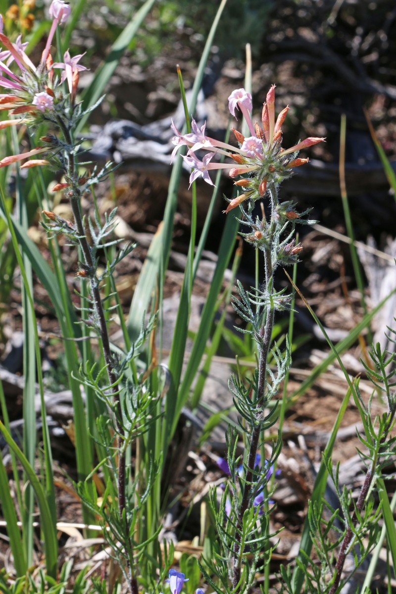 Longtube Ipomopsis photo 4
