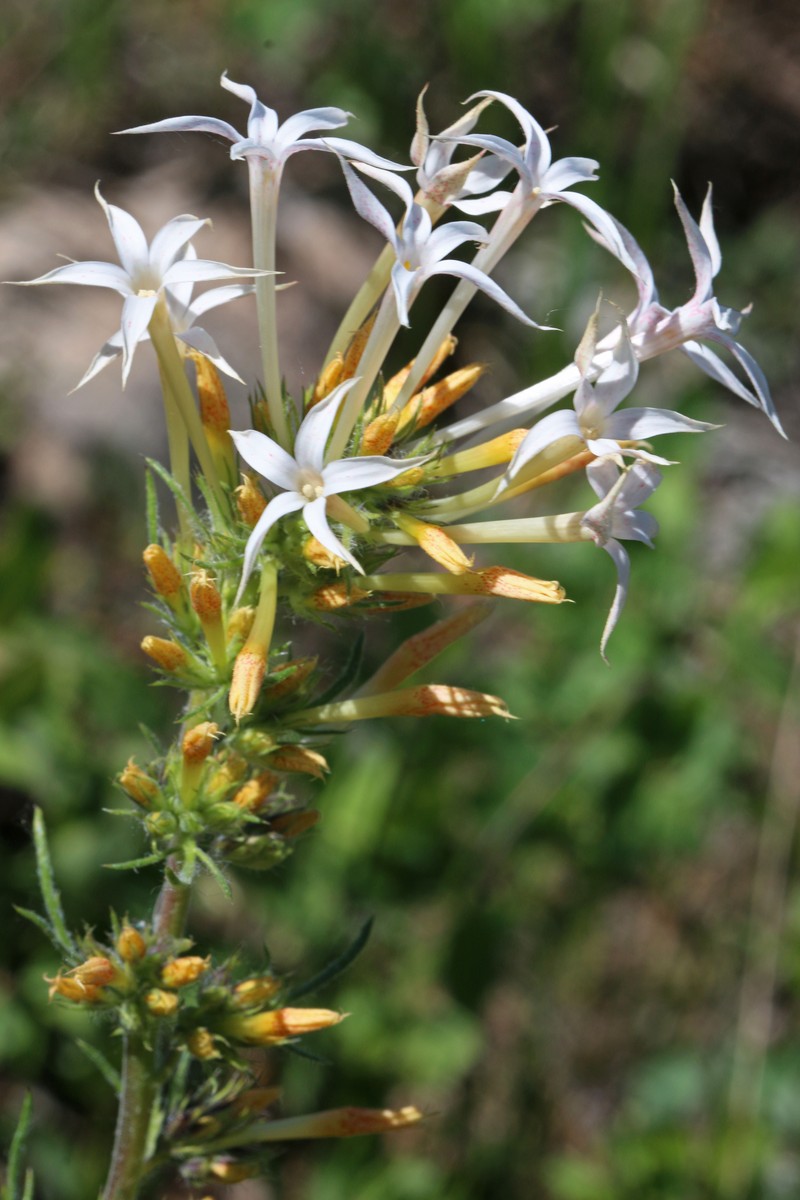 Longtube Ipomopsis photo 5