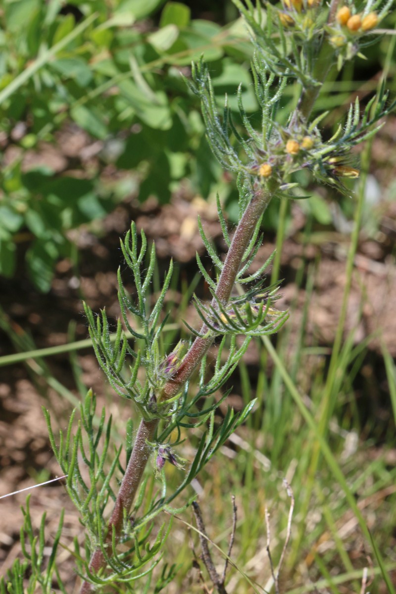 Longtube Ipomopsis photo 6