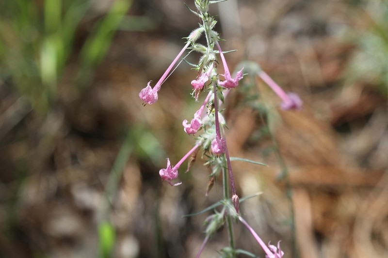 Longtube Ipomopsis