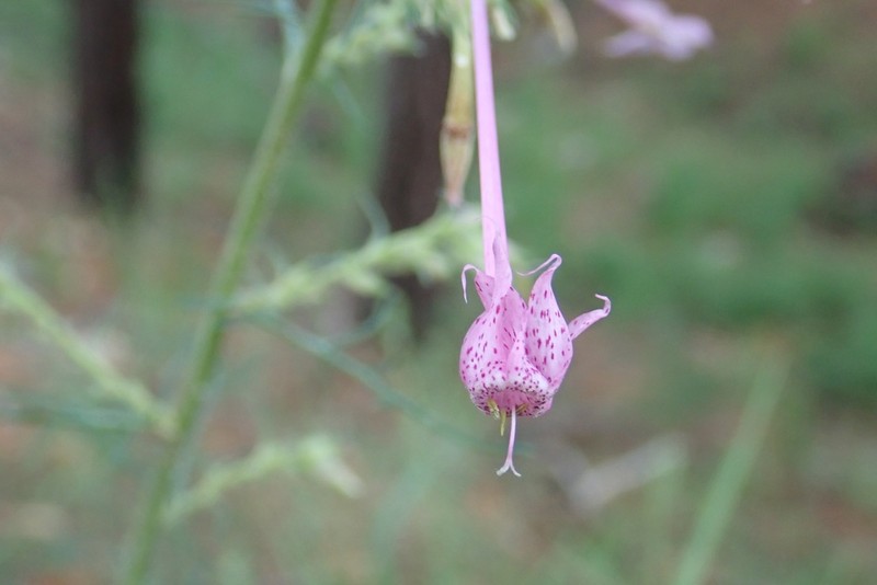 Longtube Ipomopsis photo 2