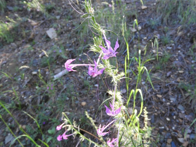 Longtube Ipomopsis photo 3