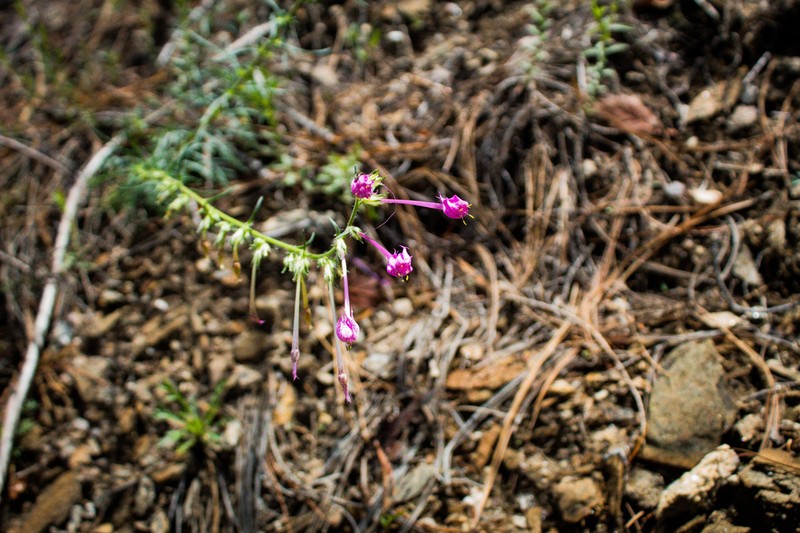 Longtube Ipomopsis photo 4