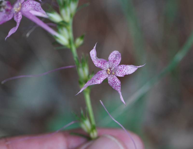 Longtube Ipomopsis photo 5