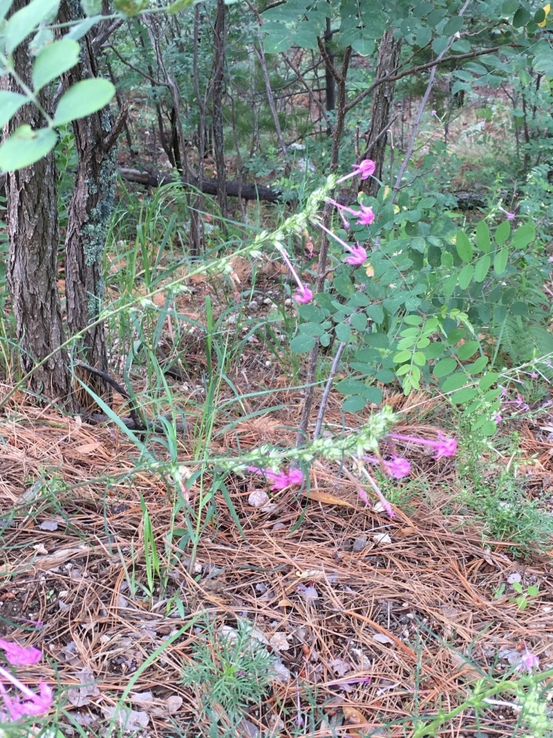 Longtube Ipomopsis photo 6