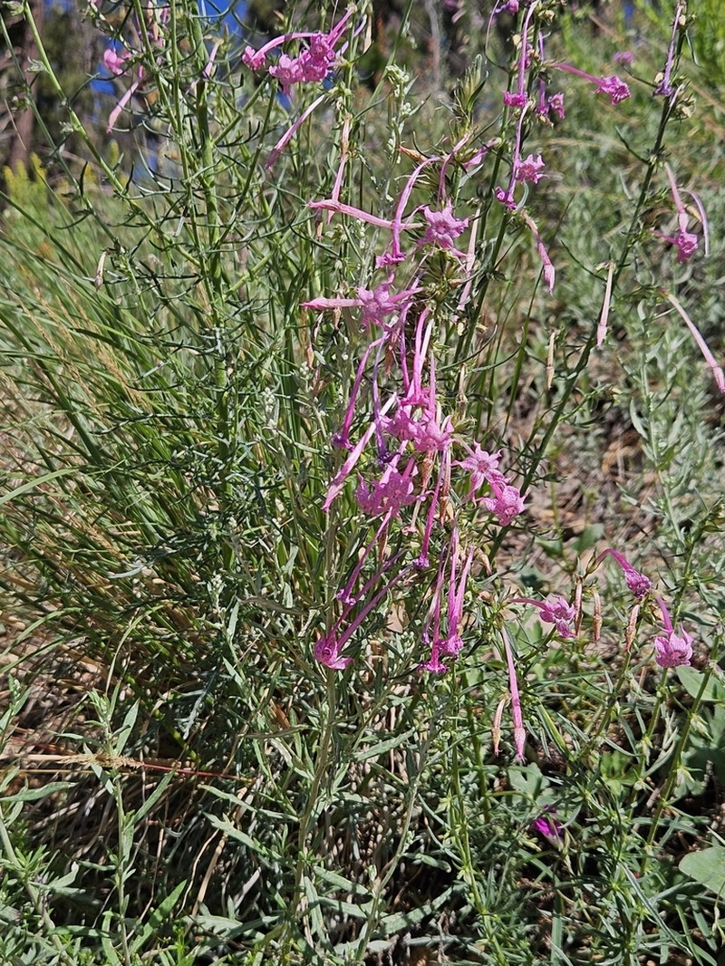Longtube Ipomopsis photo 7