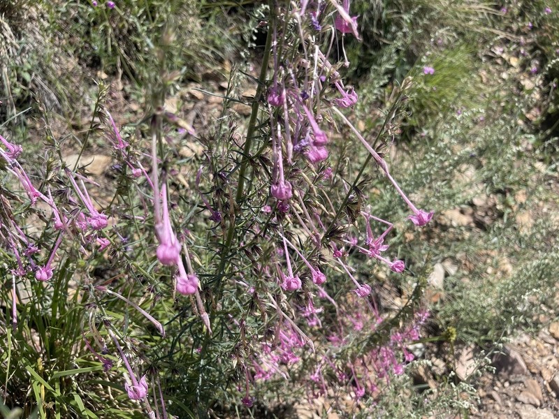 Longtube Ipomopsis photo 8
