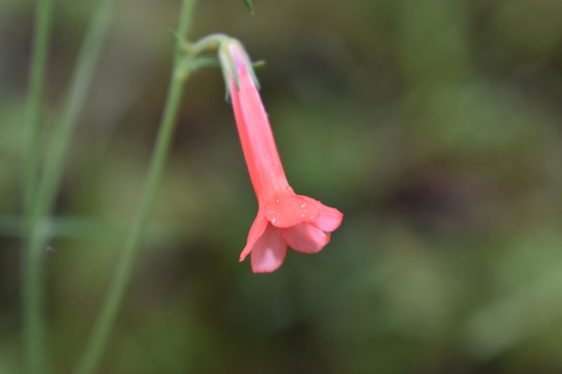 Ipomopsis monticola photo 2