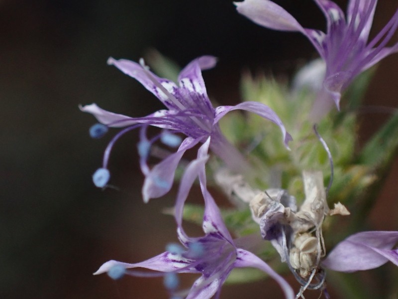 Manyflowered Ipomopsis