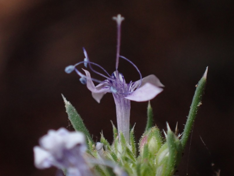 Manyflowered Ipomopsis photo 2