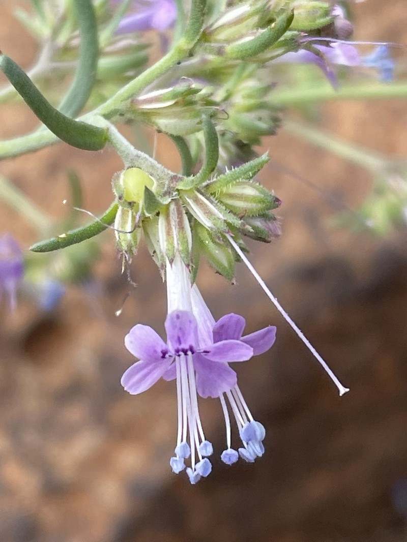 Manyflowered Ipomopsis photo 3