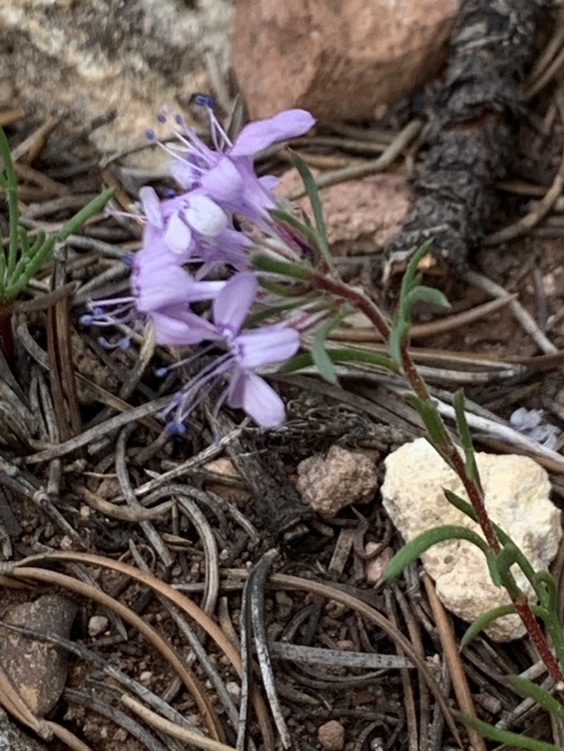 Manyflowered Ipomopsis photo 4