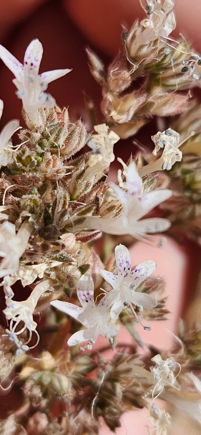 Manyflowered Ipomopsis photo 5