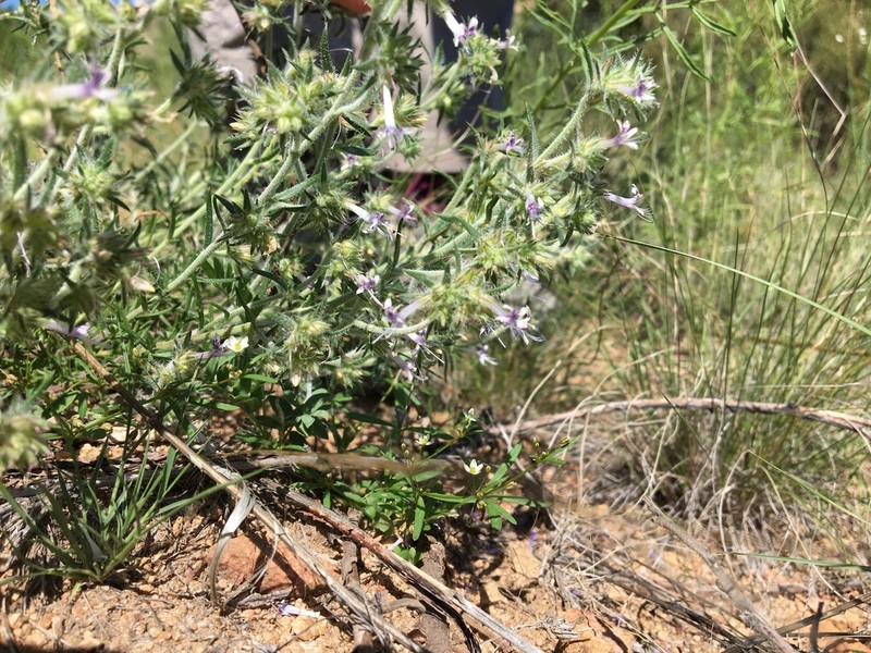 Manyflowered Ipomopsis photo 7