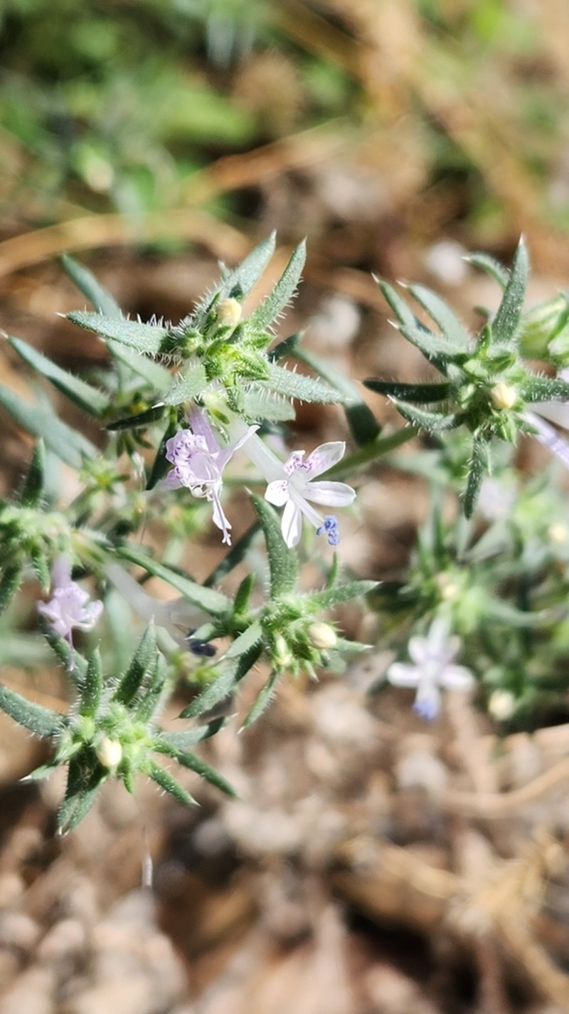 Manyflowered Ipomopsis photo 8