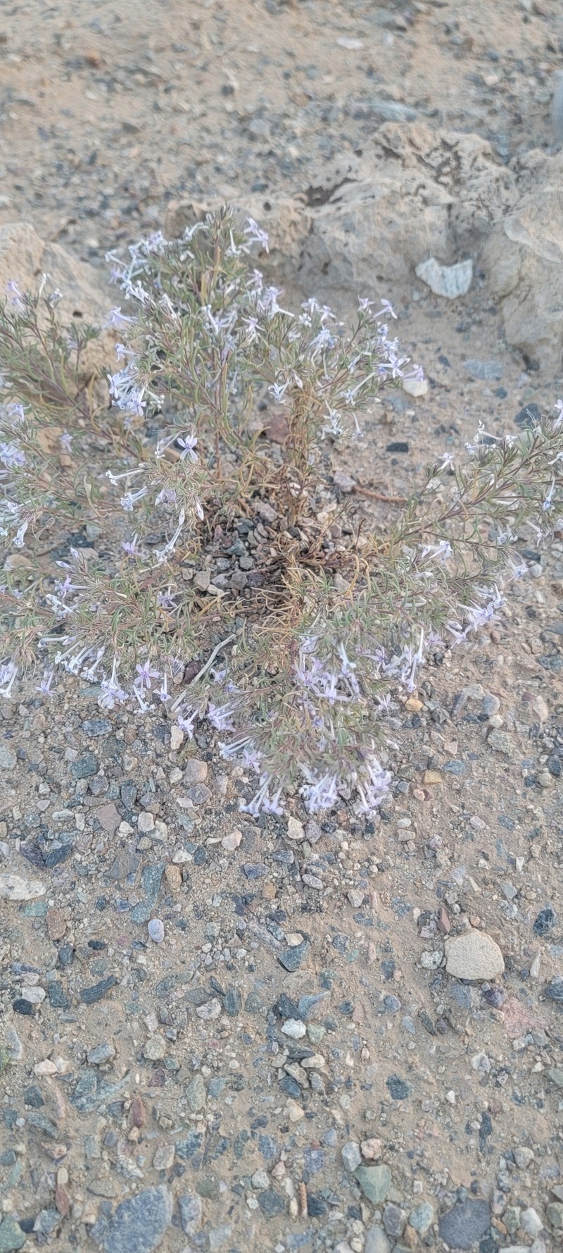 Ipomopsis multiflora subsp. multiflora