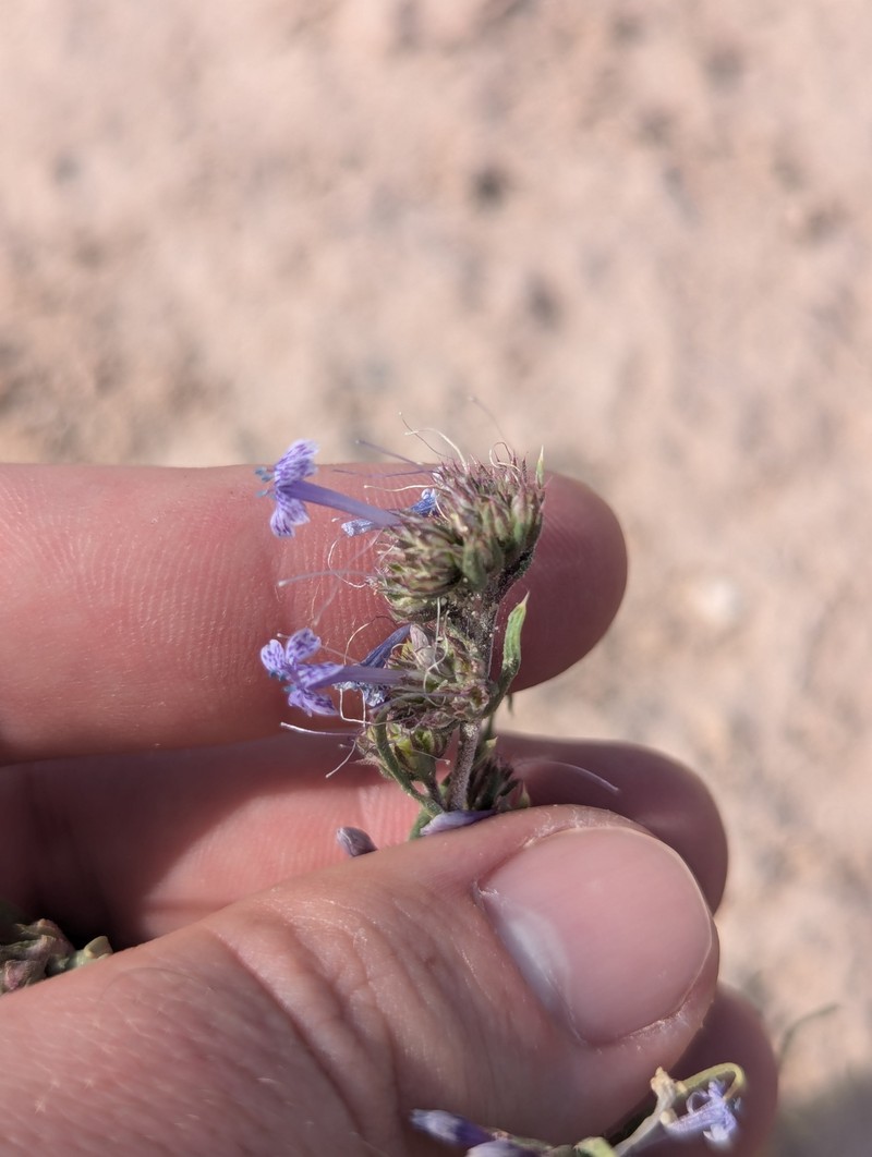 Ipomopsis multiflora subsp. multiflora photo 2