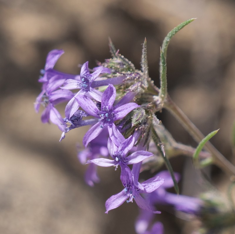 Ipomopsis multiflora subsp. multiflora photo 3