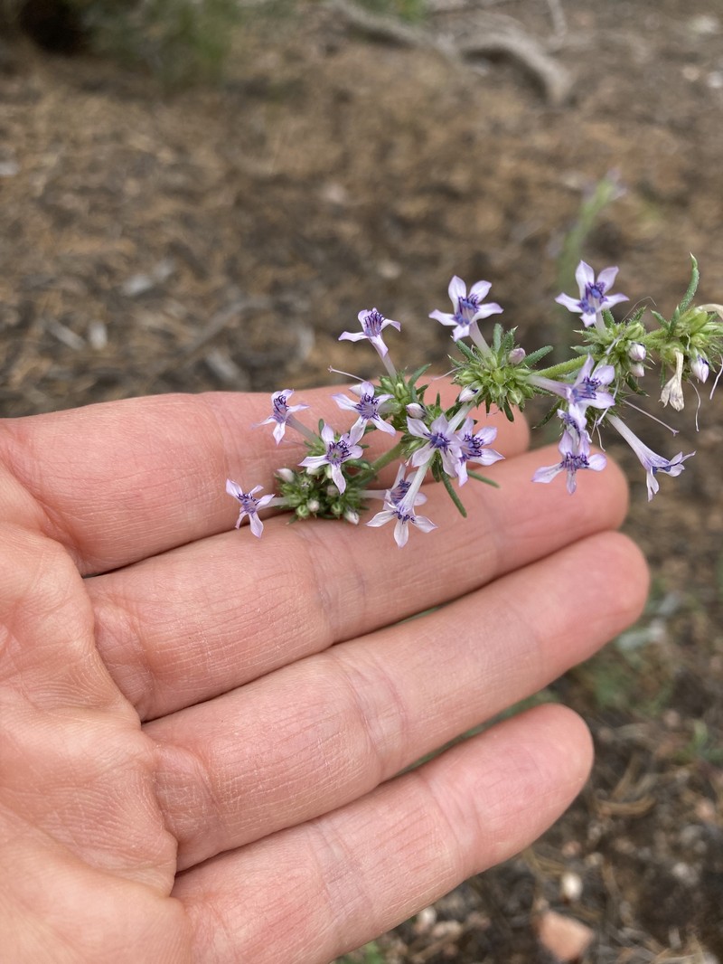 Ipomopsis multiflora subsp. multiflora photo 4