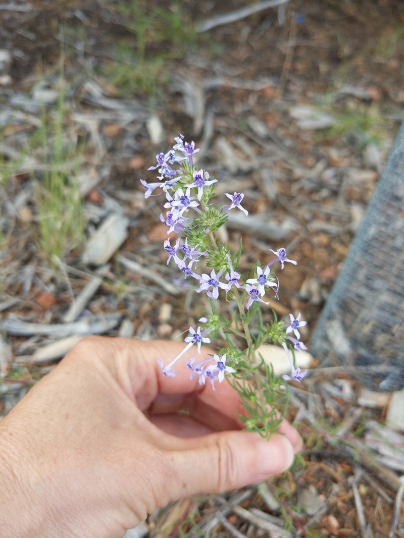 Ipomopsis multiflora subsp. multiflora photo 5