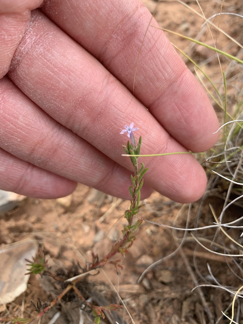 Ipomopsis multiflora subsp. multiflora photo 6