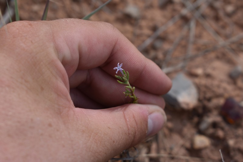 Ipomopsis multiflora subsp. multiflora photo 7