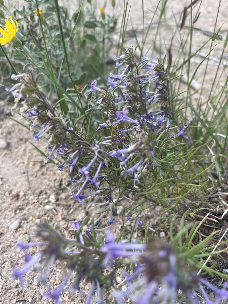 Ipomopsis multiflora subsp. multiflora photo 8